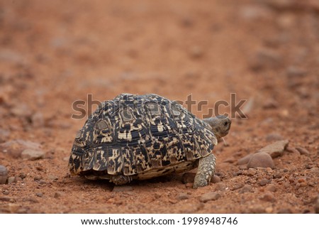 leopard tortoise crossing the road 