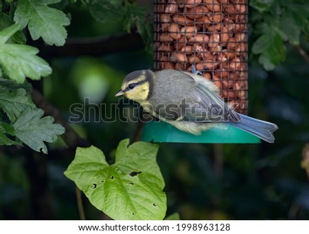 Shallow depth of field photo of young blue tit bird on a peanut bird feeder with out of focus background