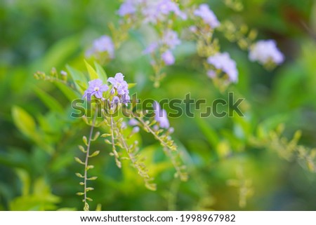 Golden Dewdrop,Pigeon berry ,Sky flower (Duranta erecta L).it is native from Mexico to South America and the Caribbean.It is commonly planted as an ornamental tree,and admire flowers, soft focus
