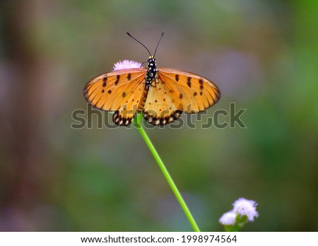 Orange butterfly with​ beautiful​ perched​ on​ a​ flower It's​ a beautiful picture of nature 