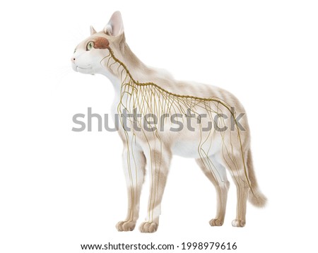 3d rendered illustration of the cat anatomy - the nervous system