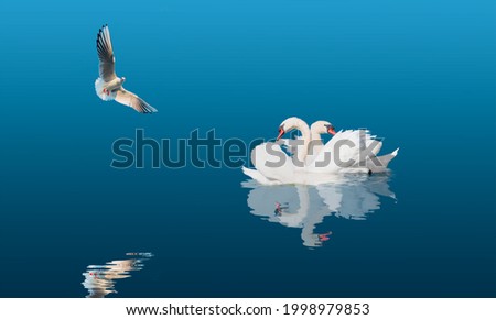 Two swans floating on the water with seagull
