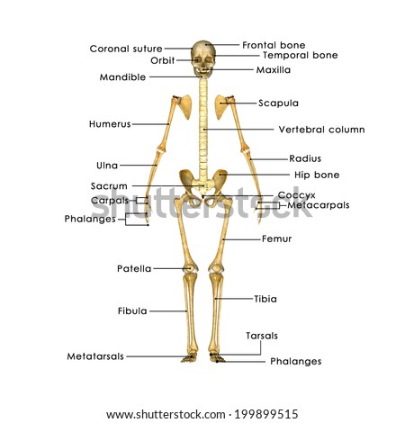 Foot bones anatomy. Human skeleton.… Stock Photo 1513604243 - Avopix.com