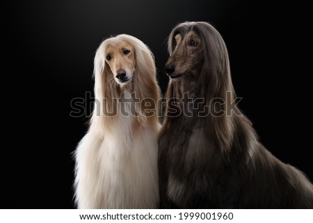 two dogs. Love, relationships. Afghan hound on a black background. long-haired dog for excellent grooming Royalty-Free Stock Photo #1999001960