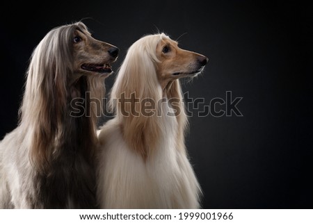 two dogs. Love, relationships. Afghan hound on a black background. long-haired dog for excellent grooming Royalty-Free Stock Photo #1999001966
