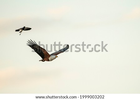 close up photo of a fish eagle in flight