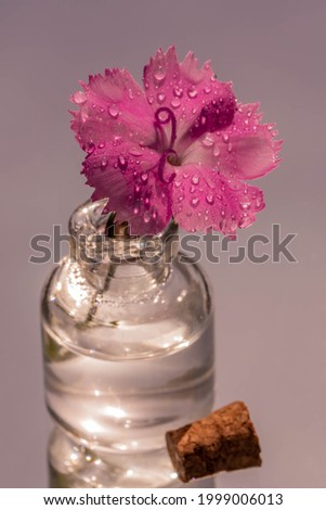 Macro of a soft pink carnation flower with water drops in a little bottle with a cork on the side.