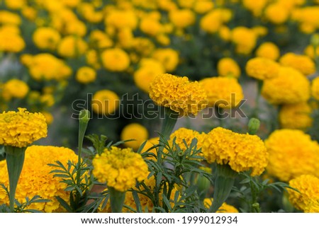 Beautiful yellow marigold field, for backgrounds.