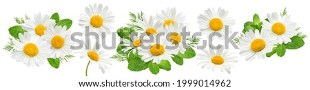 Chamomile flowers and mint set isolated on white background. Package design elements with clipping path Royalty-Free Stock Photo #1999014962