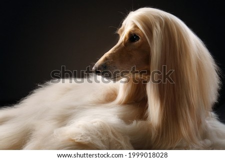portrait of an Afghan hound on a black background. long-haired dog for excellent grooming Royalty-Free Stock Photo #1999018028