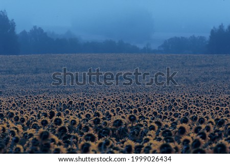sunflowers in the field, abstract summer landscape yellow flowers agriculture