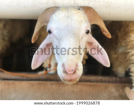Picture of goats in animal farm