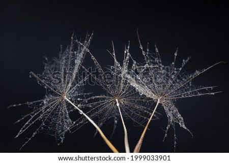 Dandelion seeds with drops close-up macro photo on a black background. The concept of a poster, a picture.