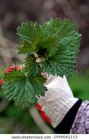 Forest nettle bouquet for salad making