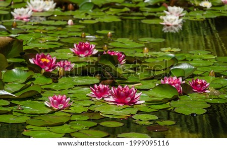 White and Red water lily or lotus flower 'Attraction' in pond Arboretum Park Southern Cultures in Sirius (Adler) Sochi. Nymphaea Attraction on water background. Flower landscape for nature wallpaper Royalty-Free Stock Photo #1999095116