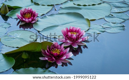 Three Red water lily or lotus flower Attraction in the pond of Arboretum Park Southern Cultures in Sirius (Adler) Sochi. Magic close-up of Nymphaea 'Attraction' on blue water background  Royalty-Free Stock Photo #1999095122