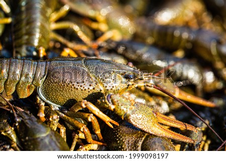 Crayfishs live, river food. Living crayfish in water. Caught crayfishs. Cancers on the background of crayfish. Large lobster. One large river crayfish. Huge Lobster. Royalty-Free Stock Photo #1999098197
