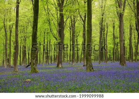 May 11th 2021: Bluebell wood Royalty-Free Stock Photo #1999099988