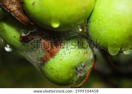 Green apples infested with tiny bugs, shot during fall after it rained. 