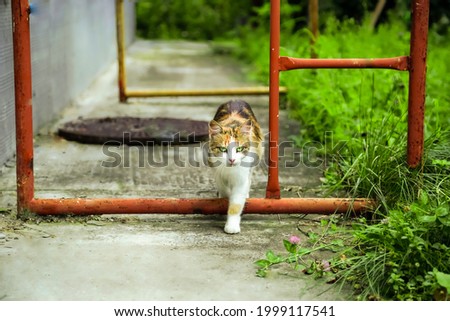 homeless cat walking through industrial area. Tree color cat looks smart. Hungry multicolored homeless cat with beautiful eyes.