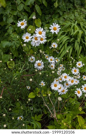 Shasta daisies flowering in cottage garden