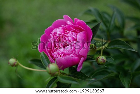Beautiful pink peonies in a green summer garden. Floral background. Close-up. Picture for post, screensaver, wallpaper, postcard
