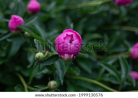 Beautiful pink peonies in a green summer garden. Floral background. Close-up. Picture for post, screensaver, wallpaper, postcard
