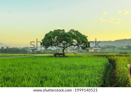 unusual a single tree in the middle of field rice, asian unique tree, blue sky