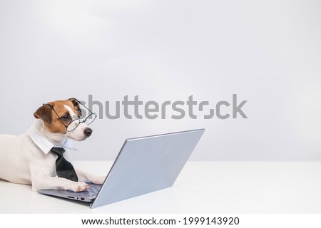 Smart dog jack russell terrier in a tie and glasses sits at a laptop on a white background.