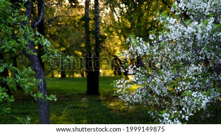 green summer forest with beautiful flowering trees in warm sunlight at sunset                               