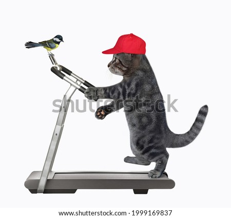 A gray cat athlete is running on a treadmill. White background. Isolated.