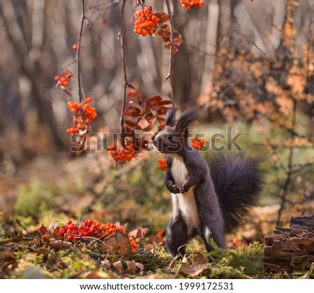 a squirrel eats in the forest
