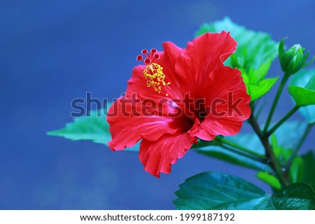 Blooming red hibiscus flower on blue background 