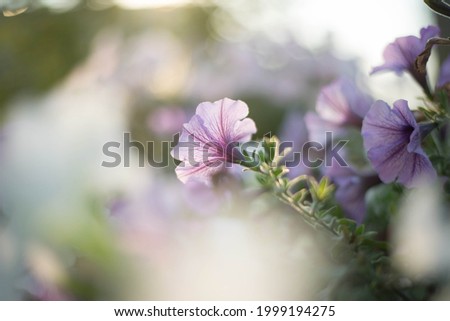 Magic pictures of the surfinia flower. Purple flower on a soft bokeh background.
