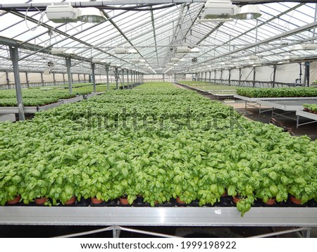 
Potted basil plants in hothouse Royalty-Free Stock Photo #1999198922