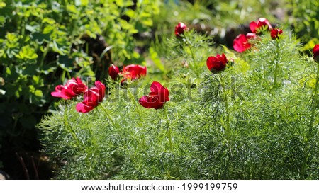 Close-up of fine-leaved peony (Paeonia tenuifolia L.) with selective focus in a garden, large format