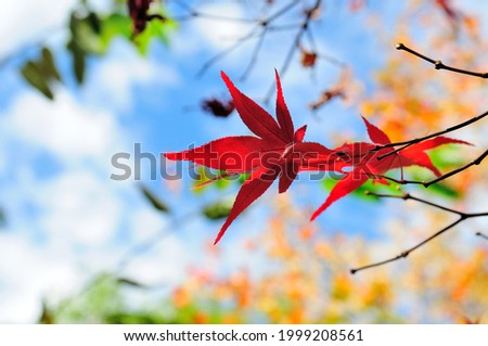 Maple leaves in autumn in Taiwan