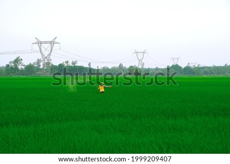 High voltage through rice fields