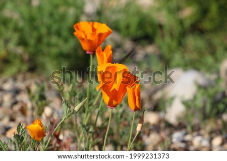 Close-up of a garden poppy on a natural blurred green background