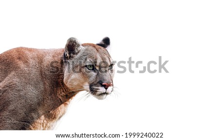 Portrait of Beautiful Puma. Cougar, mountain lion, isolated on white backgrounds
