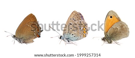 Set Small Heath butterfly, Coenonympha pamphilus isolated on white background, macro Royalty-Free Stock Photo #1999257314