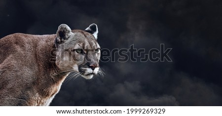Portrait of Beautiful Puma. Cougar, mountain lion, on black smoke backgrounds