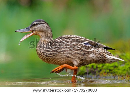 Mallard or wild duck (Anas platyrhynchos) female bathing and drinking in a pond in the Netherlands Royalty-Free Stock Photo #1999278803
