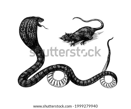 Indian cobra and rat. Spectacled or Asian or binocellate. Venomous snake Reptilia illustration. Engraved hand drawn in old sketch, vintage style for sticker and tattoo.