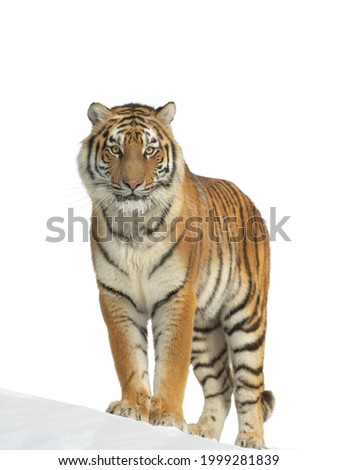 tiger standing in the snow isolated on white background