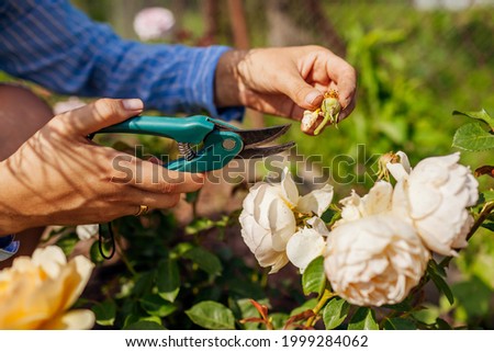 Woman deadheading dry wilted roses in summer garden. Gardener cutting dry flowers off with pruner. Close up of rose hip Royalty-Free Stock Photo #1999284062