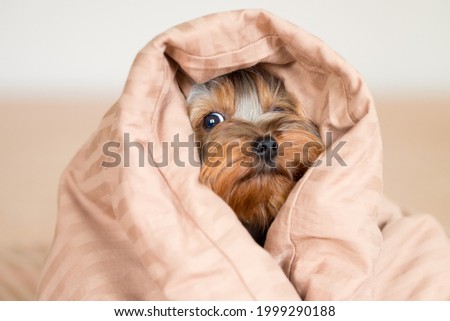 A small dog of the Yorkshire Terrier breed wrapped in a blanket. Royalty-Free Stock Photo #1999290188