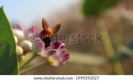 Macro Picture of Flower with Honey Bee on sitting on the flower