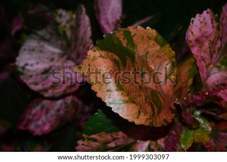 Aesthetically appearing decorative coleus leaves in a garden with lots of beautiful colors