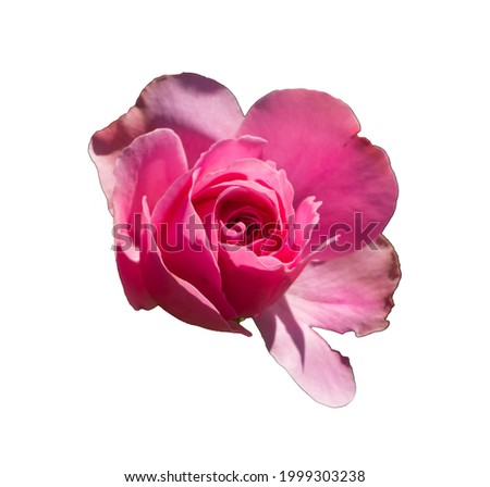Rose Blossom isolated on white Background